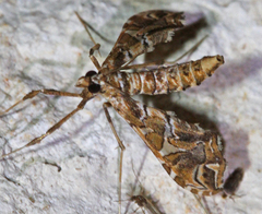 Lineodes vulnifica