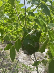 Oecophylla longinoda