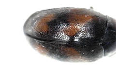 Scymninae