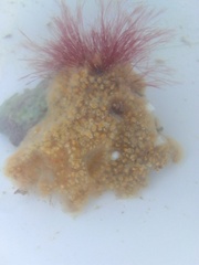 Aplidium glabrum
