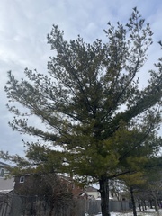 Pinus strobus