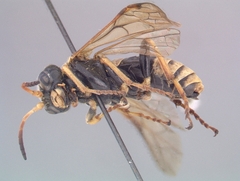 Tenthredo flavipennis