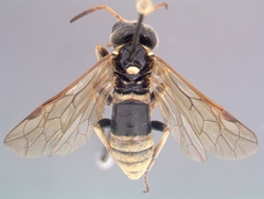 Tenthredo flavipennis
