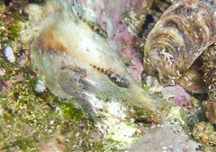 Blackstripe Clingfish photo 2