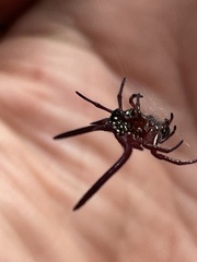 Gasteracantha falcicornis