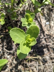 Baccharis glomeruliflora
