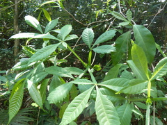 Vitex altissima