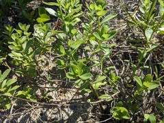 Baccharis glomeruliflora