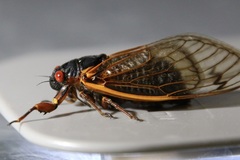 Magicicada septendecim