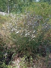 Lessingianthus rubricaulis