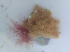 Aplidium glabrum