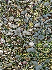 Lessingianthus rubricaulis