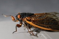 Magicicada septendecim