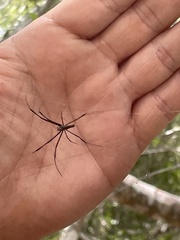 Trichonephila inaurata