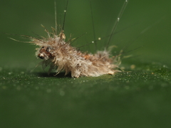 Lymantriinae