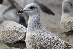 Larus argentatus