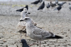 Larus argentatus