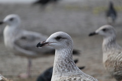 Larus argentatus