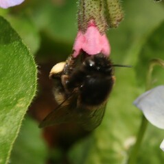 Anthophora plumipes