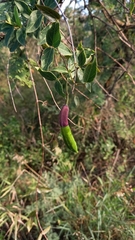 Dolichandra cynanchoides