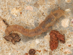 Vermileo