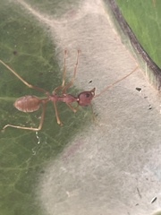 Oecophylla longinoda