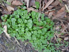 Cochlearia danica