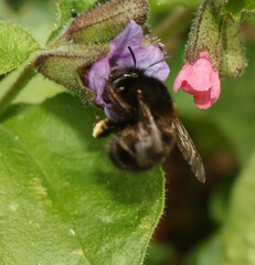 Anthophora plumipes
