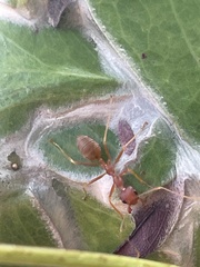 Oecophylla longinoda