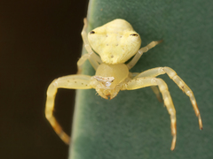 Thomisus citrinellus