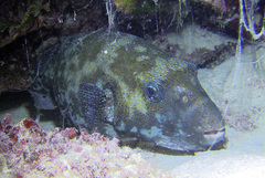 Arothron caeruleopunctatus