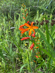 Crocosmia aurea