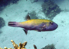 Arothron caeruleopunctatus