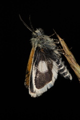 Brachodes