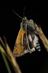 Brachodes