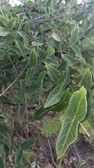 Dolichandra cynanchoides