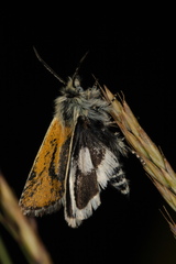 Brachodes