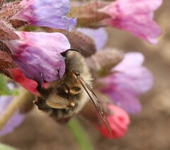 Anthophora plumipes