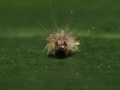 Lymantriinae