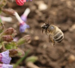 Anthophora plumipes