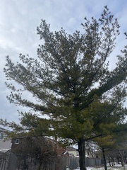 Pinus strobus