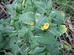 Primula veris