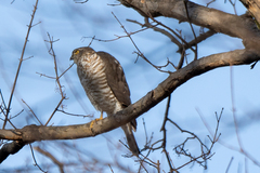 Accipiter nisus