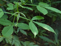 Vitex altissima
