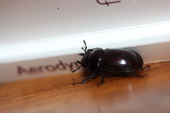 Prosopocoilus torresensis