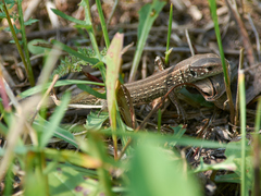 Lacerta agilis exigua