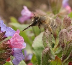 Anthophora plumipes