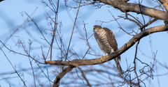Accipiter nisus