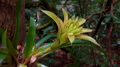 Guzmania lingulata