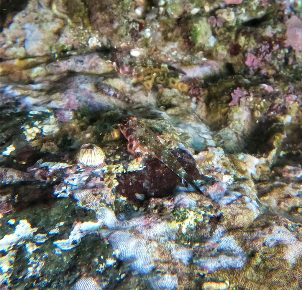 Carmine Triplefin